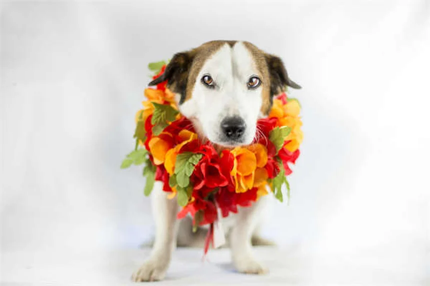 6 Tipps: So bleibt dein alter Hund fit und glücklich