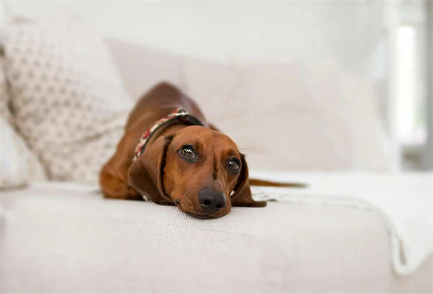 Aggressive Katzen verstehen: 7 Warnsignale & Soforthilfe-Tipps