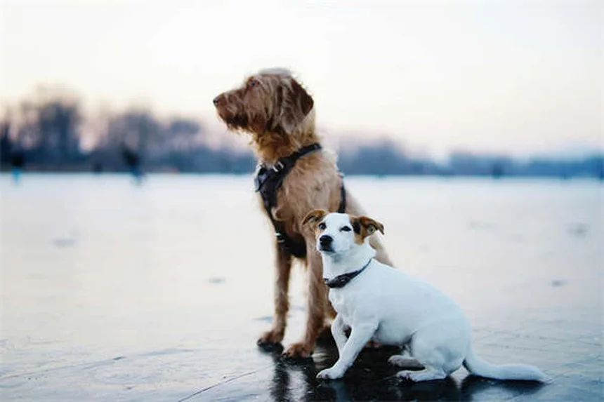 Extreme Angst bei Hunden erkennen & behandeln: 7 wichtige Schritte