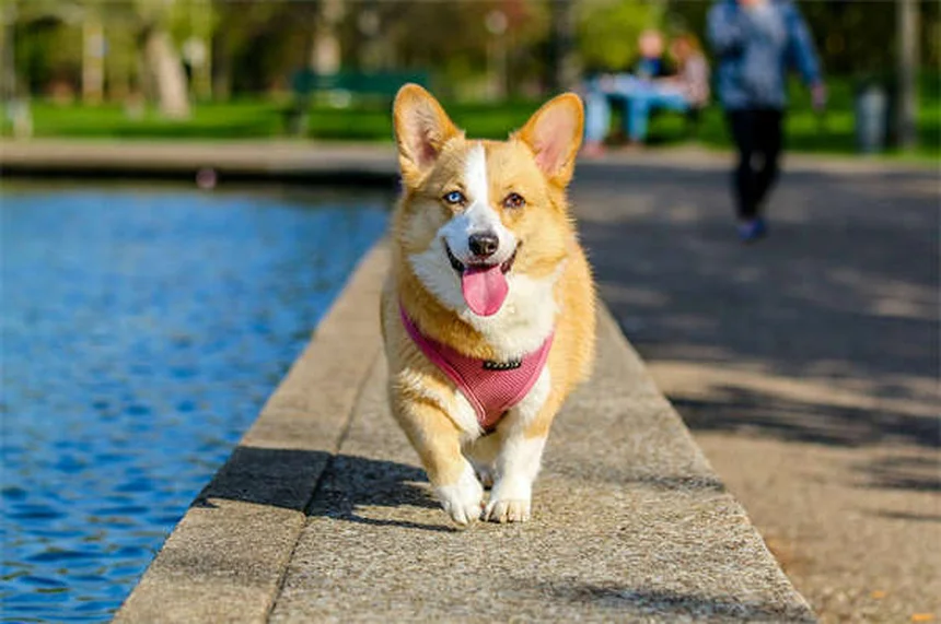 Fühlen Hunde Scham? 5 überraschende Fakten