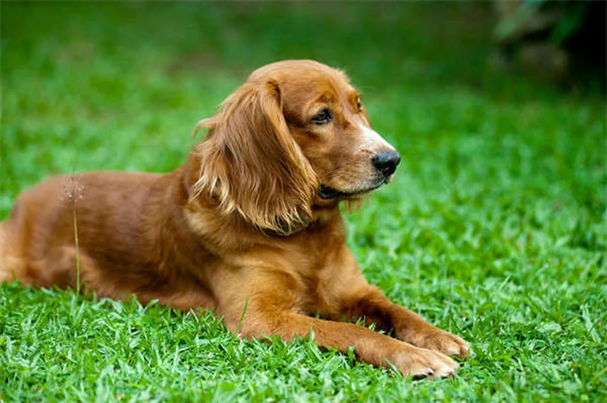Hund hat Fieber? 5 wichtige Anzeichen & was du sofort tun solltest!