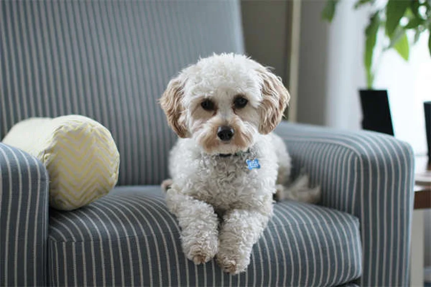 8 Warnzeichen für eine schlechte Hundepension - Darauf musst du achten!