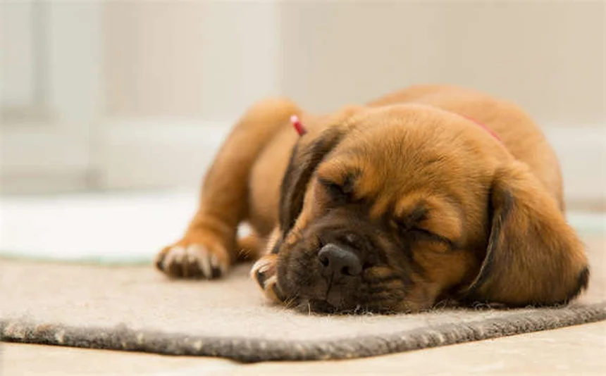 Die besten Reisebetten für Hunde: Komfort auf Reisen garantiert!