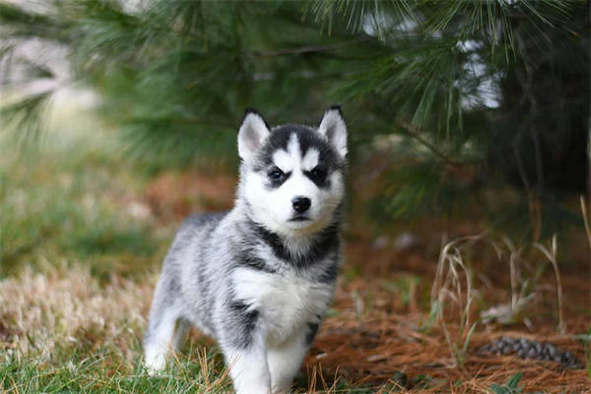 Die besten Reisebetten für Hunde: Komfort auf Reisen garantiert!