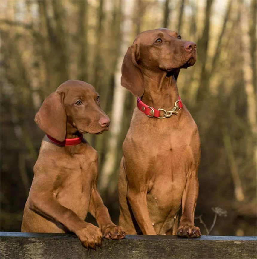 Die besten Reisebetten für Hunde: Komfort auf Reisen garantiert!