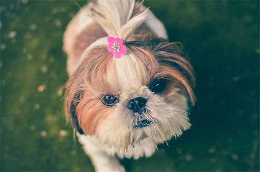 Die besten Reisebetten für Hunde: Komfort auf Reisen garantiert!