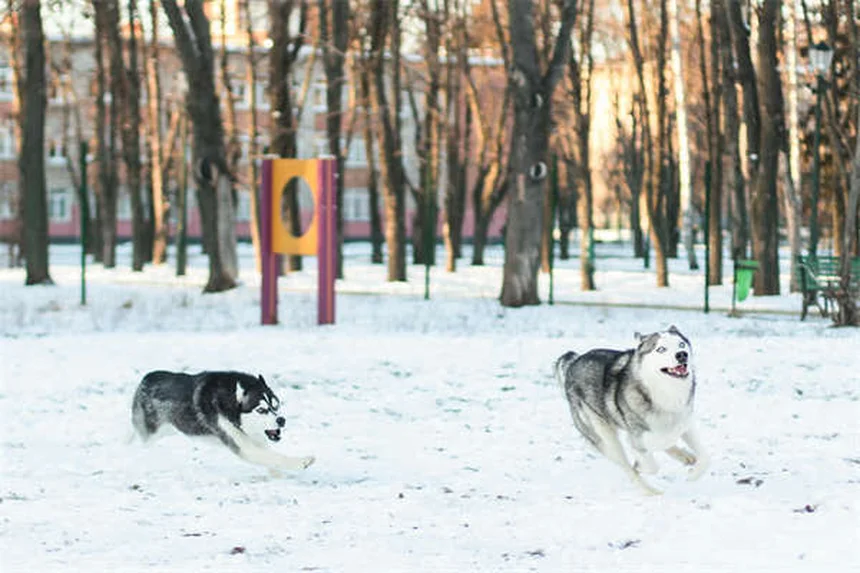 Hundefitness: 6 geniale Übungen mit deinem Vierbeiner