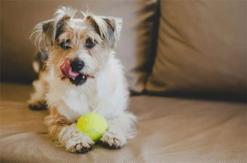 Hund Immunsystem stärken: 5 natürliche Wege für mehr Abwehrkräfte