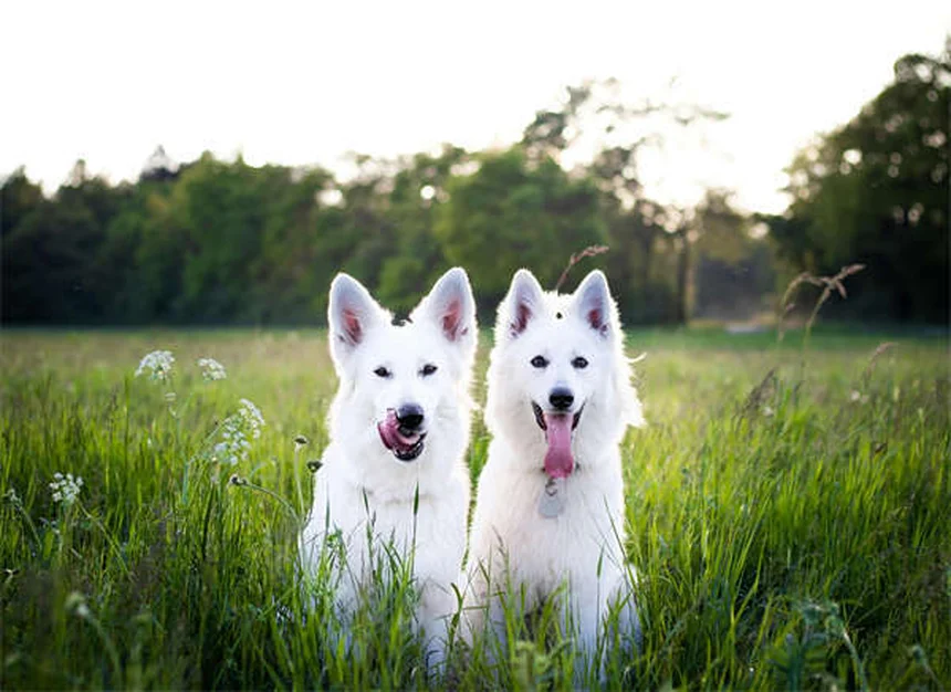 Hund Immunsystem stärken: 5 natürliche Wege für mehr Abwehrkräfte