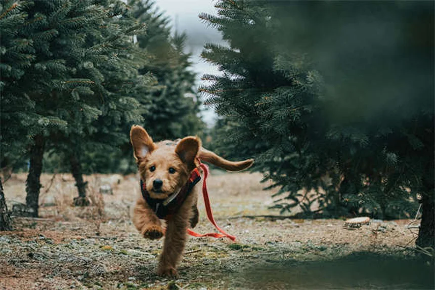 Hund Immunsystem stärken: 5 natürliche Wege für mehr Abwehrkräfte