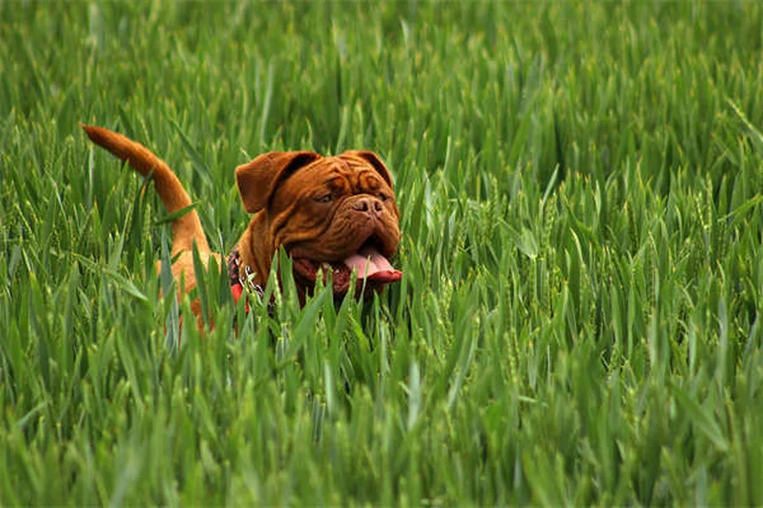 Hund Immunsystem stärken: 5 natürliche Wege für mehr Abwehrkräfte