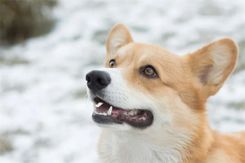 Hundekot richtig entsorgen: So geht's sicher und hygienisch!