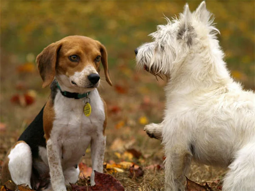 Hundekot richtig entsorgen: So geht's sicher und hygienisch!