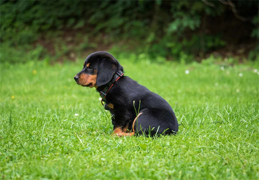 Hundekot richtig entsorgen: 5 wichtige Gründe fürs Aufsammeln