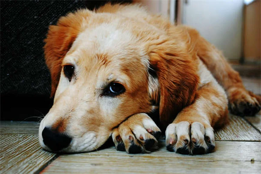 Hundekot richtig entsorgen: 5 wichtige Gründe fürs Aufsammeln