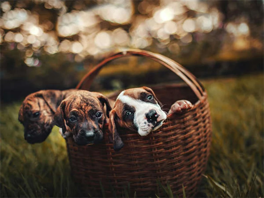 Natürliche Heilmittel für Hunde und Katzen: 6 bewährte Hausmittel