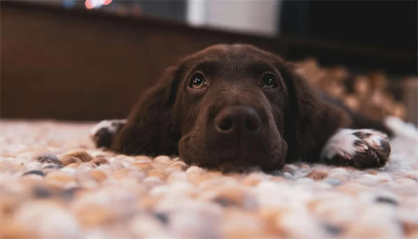 Natürliche Heilmittel für Hunde und Katzen: 6 bewährte Hausmittel