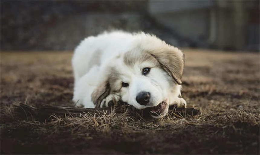 Diabetes beim Hund: Wann ist es Zeit für den letzten Weg?
