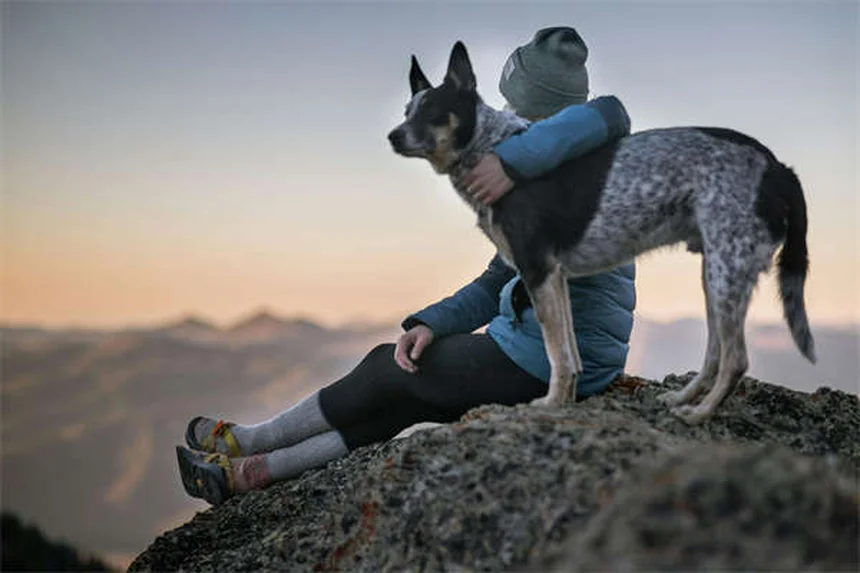Diabetes beim Hund: Wann ist es Zeit für den letzten Weg?