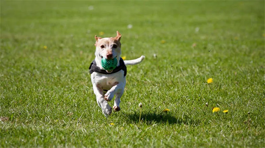 Diabetes beim Hund: Wann ist es Zeit für den letzten Weg?
