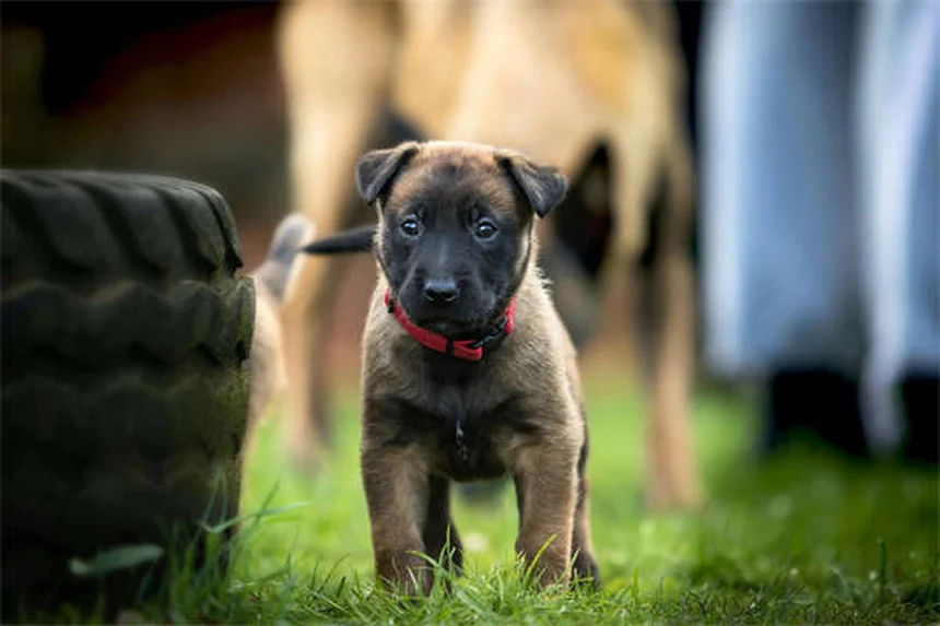 Pitbulls: 10 überraschende Fakten über die missverstandenen Hunde