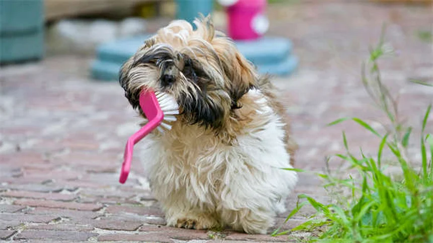 Dürfen Hunde Eis essen? 5 wichtige Fakten für Halter