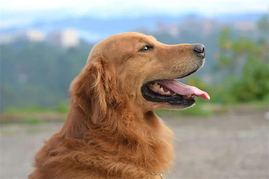 Dürfen Hunde Eis essen? 5 wichtige Fakten für Halter
