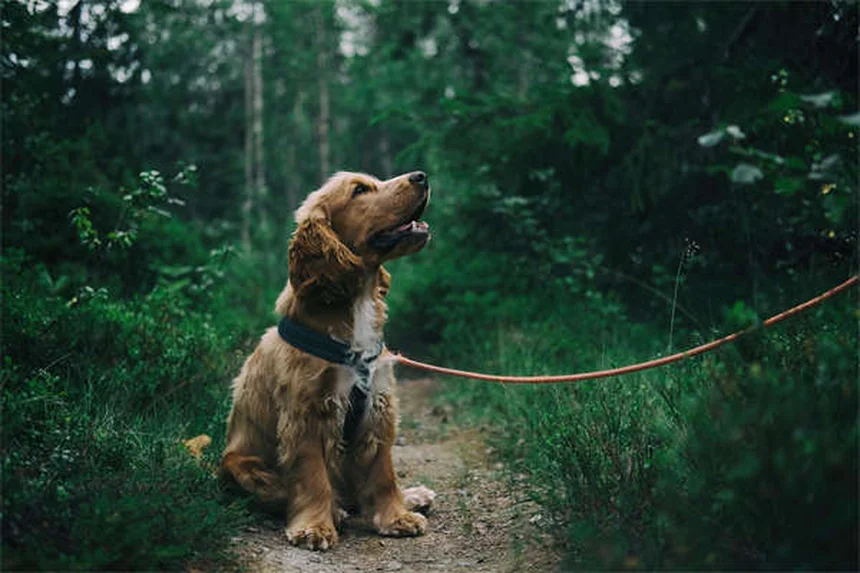 Hunde richtig hydrieren: 5 Tipps für die optimale Wasserzufuhr