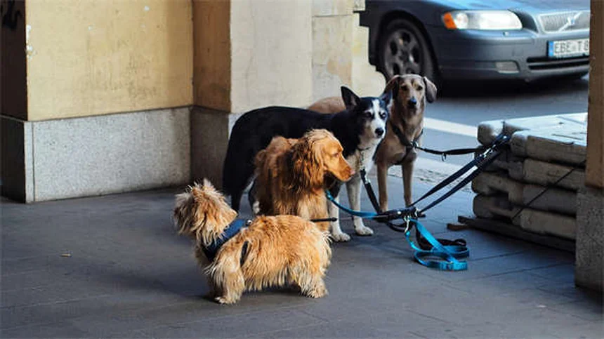 Hunde richtig hydrieren: 5 Tipps für die optimale Wasserzufuhr