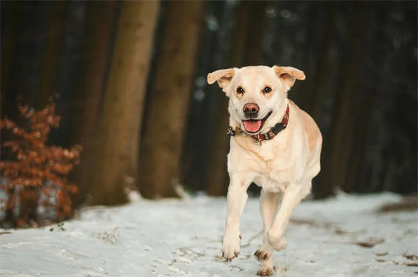 Hunde richtig hydrieren: 5 Tipps für die optimale Wasserzufuhr