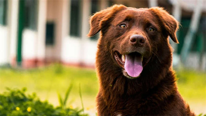 Kleine Hunde richtig pflegen: So bleibt dein Liebling lange gesund
