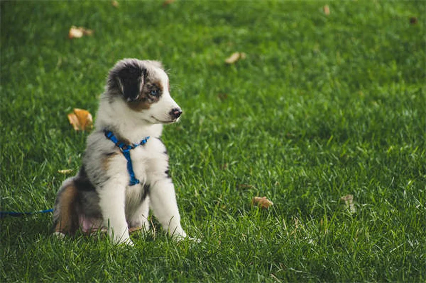 Wie oft muss mein Hund zum Tierarzt? Der ultimative Check-up-Guide
