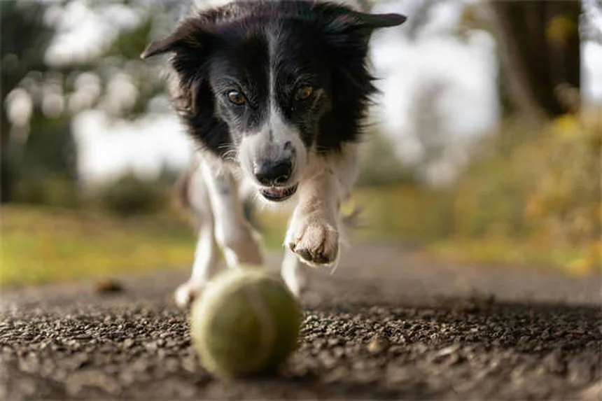 Wie oft muss mein Hund zum Tierarzt? Der ultimative Check-up-Guide