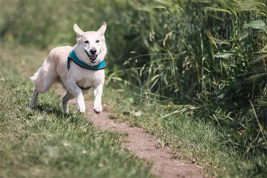 Wie oft muss mein Hund zum Tierarzt? Der ultimative Check-up-Guide